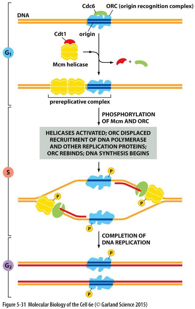 Tuma-DNA replikoituu tasan kerran solusyklin aikana Valmistautuminen (G1-vaihe): ORC eli kromosomissa olevan replikaation aloituskohdan tunnistava proteiinikompleksi kiinnittyy aloituskohtaan ORC