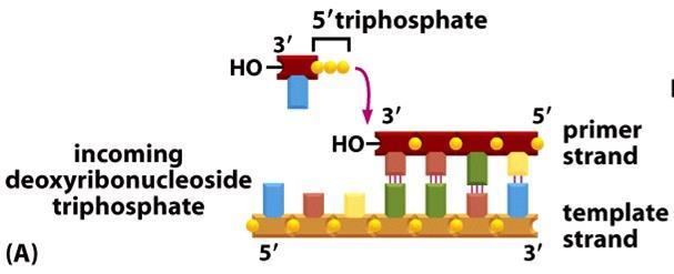 Replikaation tärkein entsyymi on DNA-polymeraasi II Osaa tehdä uutta DNA-juostetta vain 5 3 Osaa liittää