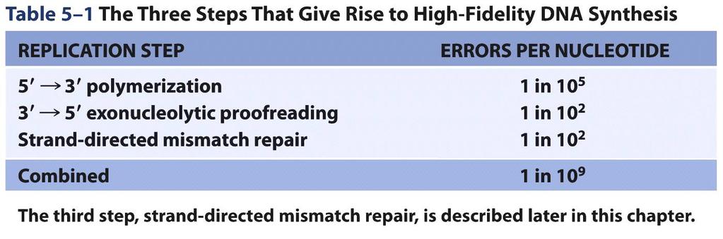 Replikaatiovirheet ja niiden korjaus DNA-polymeraasi tekee n.