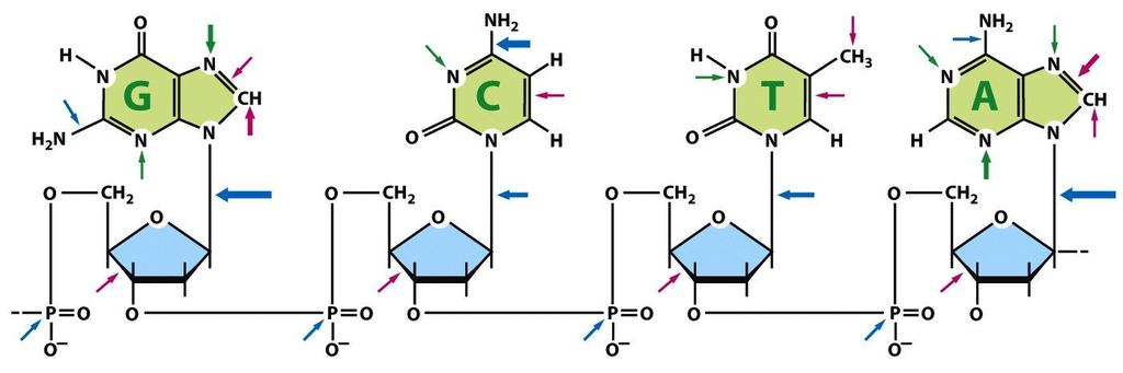 Spontaanit DNA-vauriot: muutokset emäksissä depurinaatio Hydrolyysi voi aiheuttaa emäksen irtoamisen (depurinaatio) tai deaminaation