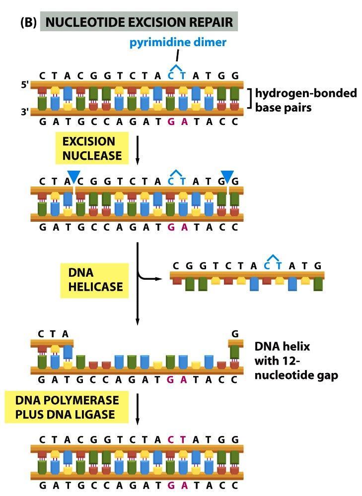 UV-säteily aiheuttaa kovalenttisia sidoksia vierekkäisten emästen välillä NUKLEOTIDIENPOISTOKORJAUS VAIHEET Pyrimidiini-dimeeri (vierekkäisten CC, CT, tai TT emästen välinen kovalenttinen sidos)