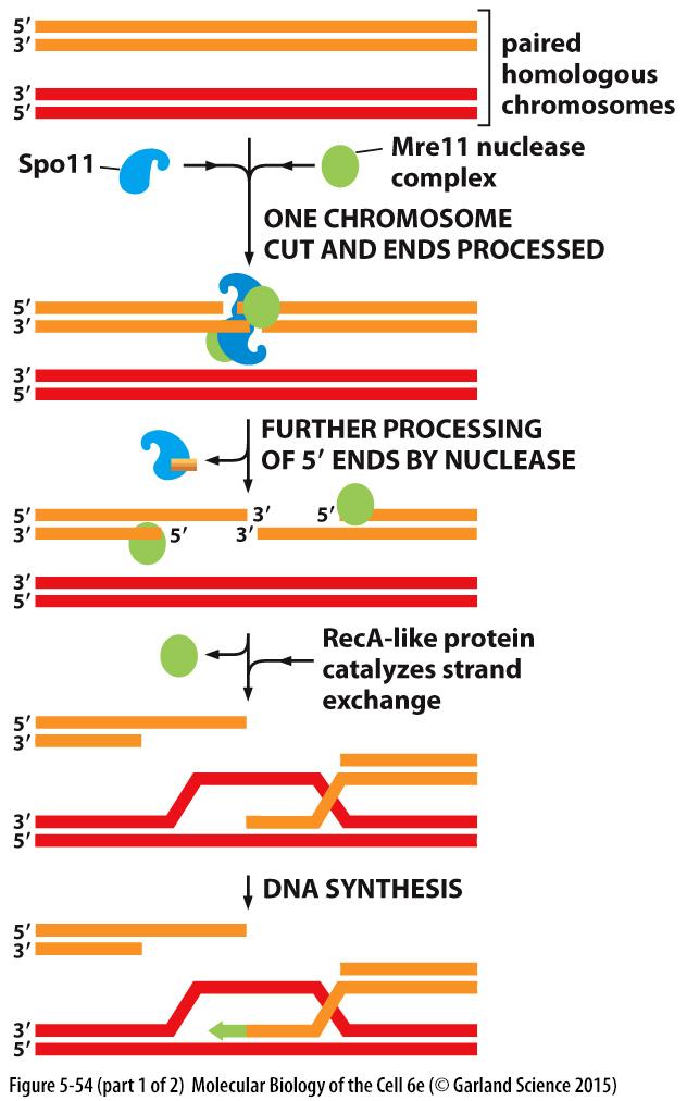 Homologinen rekombinaatio sukusolujen meioosissa HOMOLOGINEN REKOMBINAATIO VASTINKROMOSOMIEN VÄLILLÄ EMÄSJÄRJESTYS KOPIOIDAAN EPÄIDENTTISESTÄ TEMPLAATISTA Meioosissa kahdentuneet vastinkromosomit