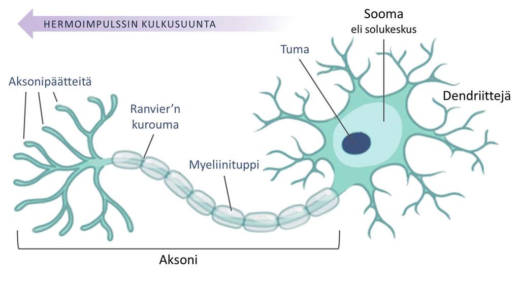 10 3.2 Hermosolu Hermosolut eli neuronit ovat hermostollisen säätelyjärjestelmän tiedonvälitykseen erikoistuneita perusyksiköitä, jotka tukisoluineen muodostavat hermokudoksen (Soinila 2015b).
