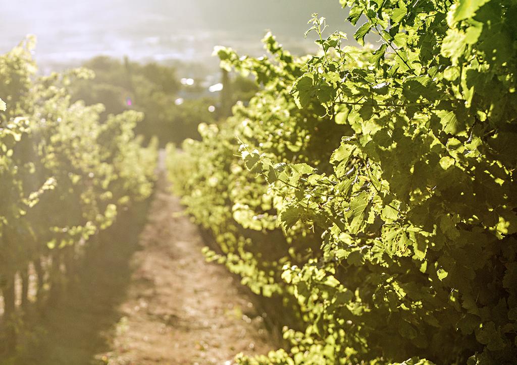 ND TR E 2. VASTUULLSUUS JA LÄPNÄKYVYYS 5 4 nternational Organization of Vine and Wine EU-komissio Aärisää vaikutti globaaliin viinituotantoon Vuodelle 2017 oli ominaista sään ääri-ilmiöt.