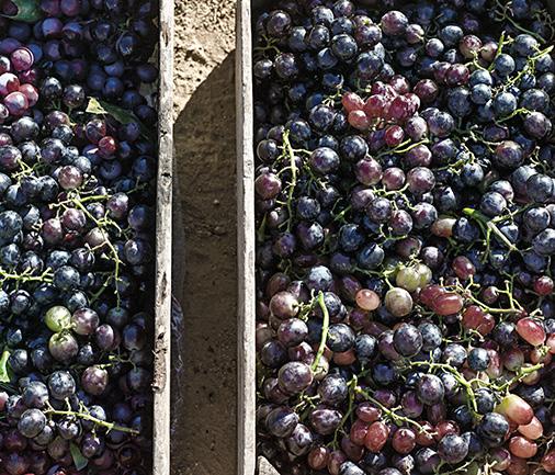Maailmanlaajuisen viinituotannon laskun arvioidaan olevan noin kahdeksan prosenttia4 ja EU-alueella jopa noin 14 prosenttia5.