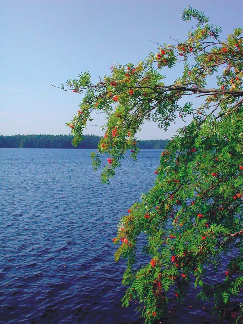 Liesjärvi Kansallisaarteemme Heli Jutila, Minna Rautiainen, Heli Närhi ja Anniina Simola Hämeenlinnan