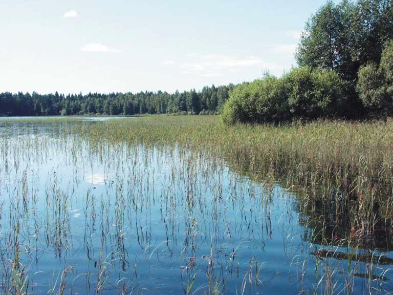 KASVILLISUUS Kesällä 2004 Liesjärvellä toteutettiin vesikasvillisuuskartoitus. Kartoituksista vastasi Tmi Teppo Häyhä. JÄRKI.