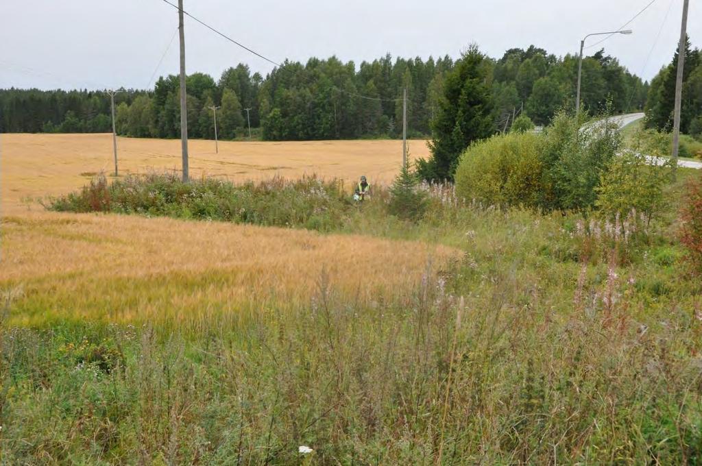 10 Uusikartano II -kohteen röykkiön lounaispuolinen erillinen joutomaasaareke. Kuvattu koillisesta Huurteen toteaman röykkiön kohdalta. 2.