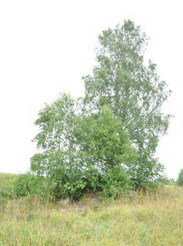 15 (numero 1). Siinäkään ei todettu mitään muinaisjäännökseen viittaavaa.