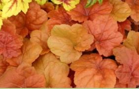 Heuchera Southern Comfort = keijunkukka Southern Comfort Milium