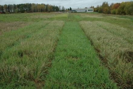 Heinäntuotannon demon yksi merkittävä tulos liittyy heinäkasvuston biomassan määrään satovuoden syksyllä.