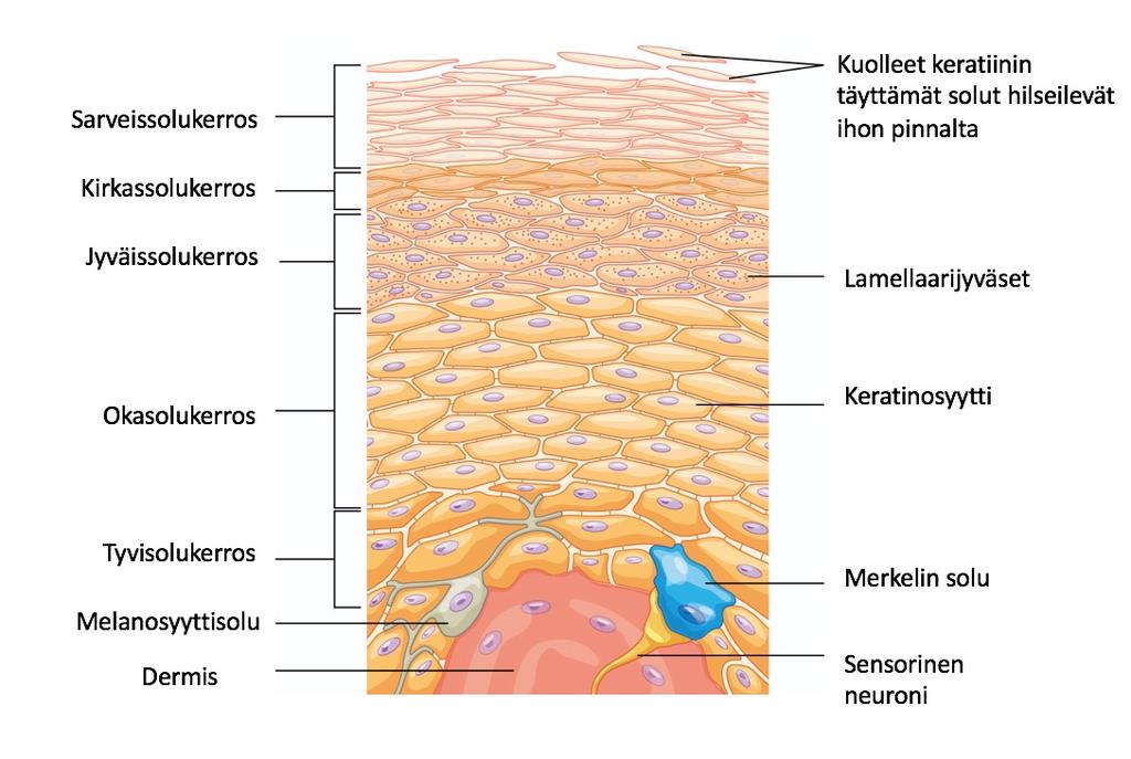 9 Kuvio 1: Epidermiksen rakenne. Epidermis koostuu viidestä kerroksesta.