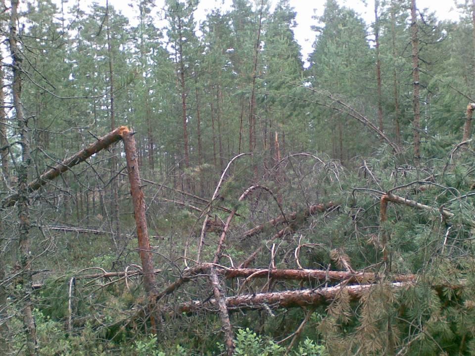 Rajoitteiden vaikutukset metsätalouteen Laajat toimenpidekieltoalueet / tiukat maisematyölupaehdot ohjaavat puunhankintaa alueille, joissa ei vastaavaa rajoitetta/hidastetta ole Toiminta helpompaa =