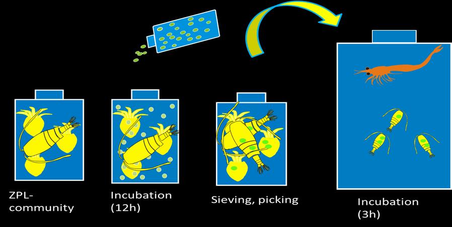 Entä voiko eläinplankton altistua mikromuoville?