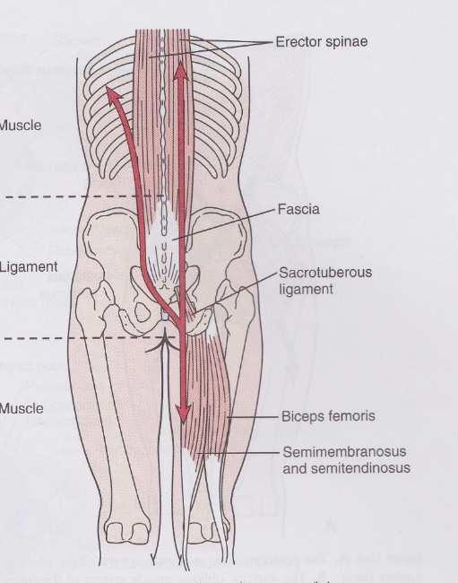 gluteus maximus), keskimmäinen pakaralihas (M. Gluteus medius), lonkankoukistaja (M. Iliacus) ja selän ojentajalihas (M. Erector spinae).