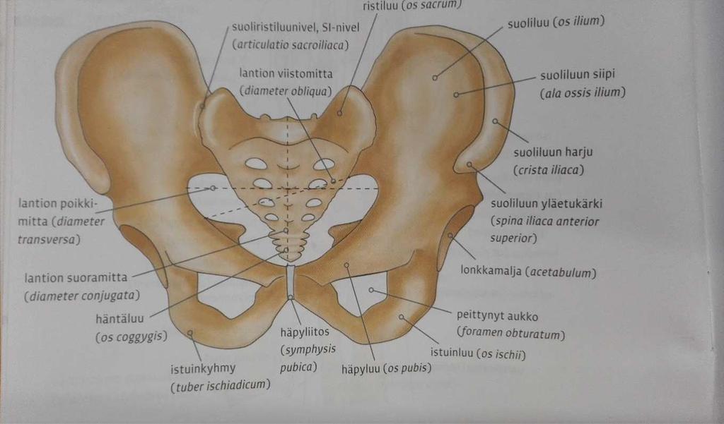 Lantiokori (kuva 2) muistuttaa rakenteeltaan rengasta, joka muodostuu kahdesta lonkkaluusta (os coxae) ja ristiluusta (os sacrum).