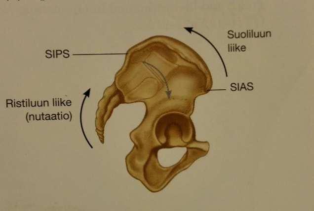 ja suoliluun välistä liukumis- ja rotaatioliikettä. Nutaatio mahdollistaa lantion mukautumisen liikkeeseen esimeriksi kävelyn aikana.