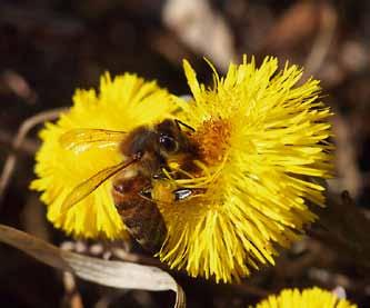 2 3 Enamik mesilasperesid ja mesinikke on karmist talvest läbi kenasti kevadesse jõudnud. Mesindushooaeg hakkab hoogu üles kerima. Vahepeal on mesinikel olnud pikalt tubaseid toimetusi ja hoovõtmisi.