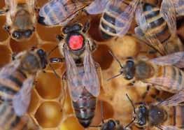 Igal juhul on soovitav sügisel panna varuperesid talvituma vähemalt 10% põhiperede arvust. Tihti võib juhtuda, et mesilaspere elab talve ilusasti üle, aga ema on hukkunud.