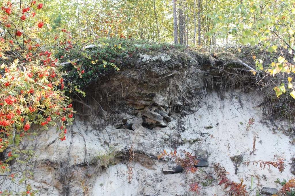 13 Hiekkakuopan pohjoisseinämän löytökohdasta otettiin vanhasta turvekerroksesta yksi näyte, jotta saataisiin tietoa siitä, milloin viimeistään vanha maapinta on peittynyt paksun hiekkakerroksen alle.