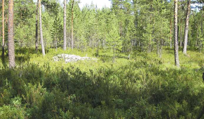 Suopursun lisäksi suolla kasvaa tyypillisesti tupasvillaa, muurainta, variksenmarja, juolukkaa, pallosaraa ja karpaloa. Alueen reunamat ovat kangasrämettä (KgR).