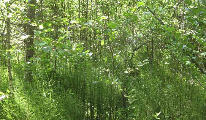 Muita yleisiä lajeja ovat metsäkorte, ranta-alpi, vehka, kurjenjalka, raate ja nurmilauha. Mättäillä esiintyy suopursua ja mustikkaa.