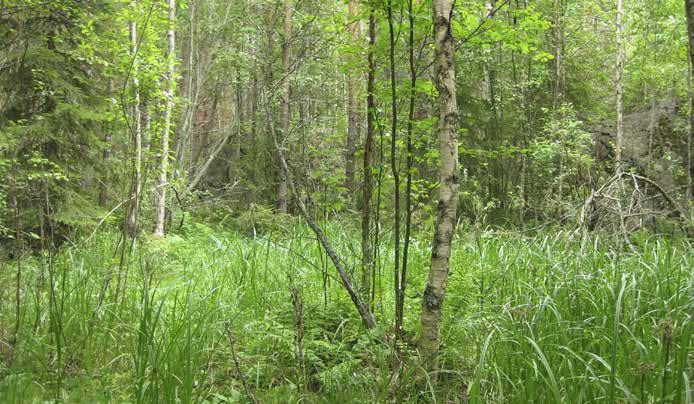 Kasvillisuuden valtalajeja ovat korpikaisla, hiirenporras, ranta-alpi, kurjenjalka, raate ja mesiangervo. Alueella on hieman lahoja maapuita.