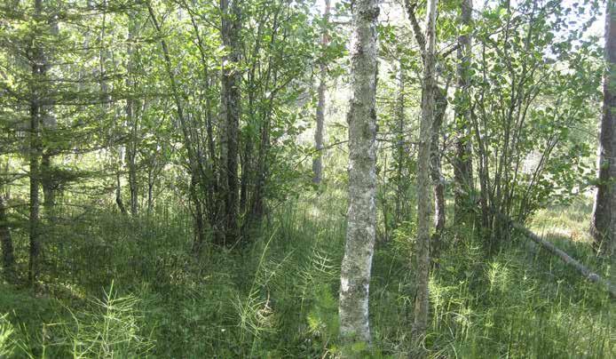 Ruohoista järvikorte on valtalaji, mutta runsaana tavataan myös raatetta, kurjenjalkaa ja tähtisaraa sekä vähäisemmin mesiangervoa, suo-orvokkia ja ranta-alpia.