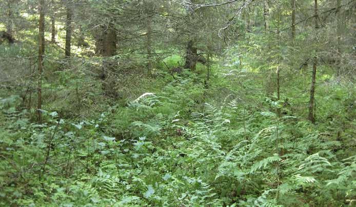 Yleisiä kasvilajeja ovat metsäimarre, kielo, metsäalvejuuri ja metsävirna. Myös ahomansikka, kevätlinnunherne, niittyleinikki, sinivuokko ja metsäorvokki kuuluvat lajistoon.