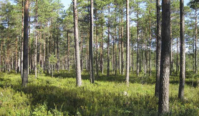 Valtalajina esiintyy suopursu, ja seassa kasvaa juolukkaa, karpaloa, kanerva, variksenmarjaa ja pallosaraa. Puustossa kasvaa osin iäkkäitä mäntyjä.