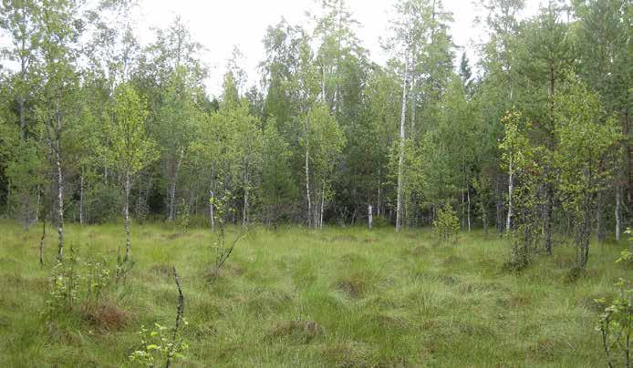 Yleisenä tavataan myös karpaloa ja riippasaraa. Alueen laidoilla rämekasvillisuus on vähäistä, sillä lajistoon kuuluvat raate, järvikorte, kurjenjalka ja pullosara.