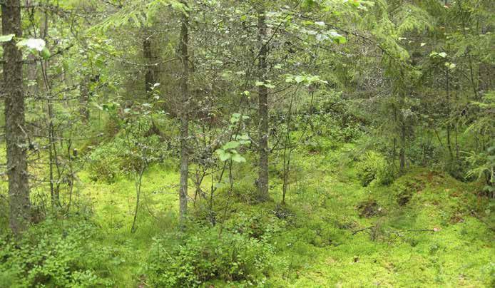 Yhtenäisellä rahkasammalkerroksella kasvaa laikuittain mustikkaa, puolukkaa, pallosaraa, metsäalvejuurta ja metsäkortetta.