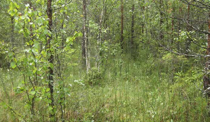 Puusto on paikoin tiheää ja rämekasvillisuutta, kuten suopursua, tupasvillaa ja suokukkaa kasvaa laikuittain. Kuviota ei voida tyypitellä tarkasti.