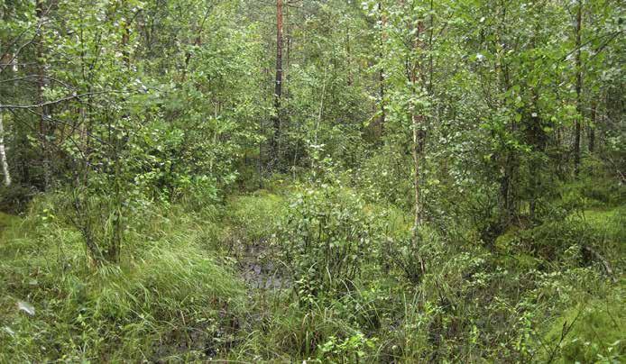 Muita yleisiä lajeja ovat kurjenjalka, viitakastikka ja suo-orvokki. Mättäillä viihtyy puolukka ja mustikka.