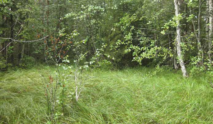 Mättäillä mustikka, puolukka ja metsäalvejuuri ovat yleisiä. Suojeluperuste / arvotus (1 3): Alue ei ole lakikohde, mutta se suositetaan säilytettävän koskemattomana.