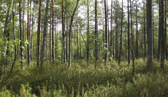 Alueella on vähän lahoja pystypuita. Kuvion koilliskulmassa on pieni rämelaikku, jota ei voida tyypitellä tarkasti.