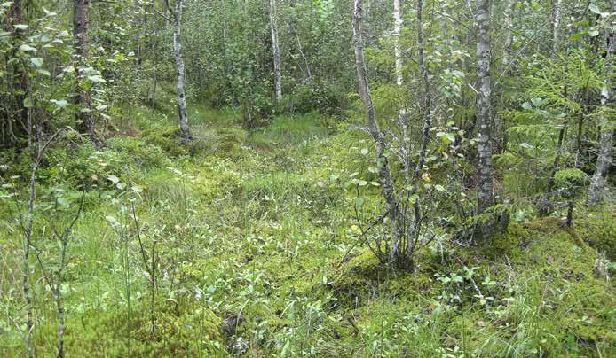 Alueen eteläpäässä pienellä alueella suo on avoimempaa, jossa kasvillisuuden lajeja ovat raate, järvikorte, kurjenjalka ja jouhisara.