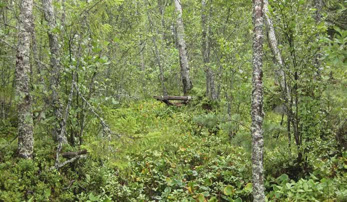 Mätäspinnoilla ja kuivemmilla alueilla kasvaa mustikkaa, pallosaraa, nurmilauhaa, lillukkaa ja pikkutalvikkia.