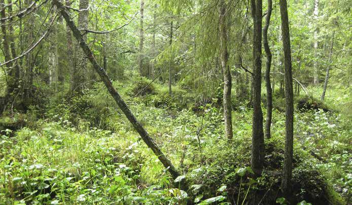 Myös raate, ranta-alpi, mesiangervo, rentukka ja järvikorte ovat yleisiä lajeja. Alueen keskiosassa suursarat ovat runsaita.