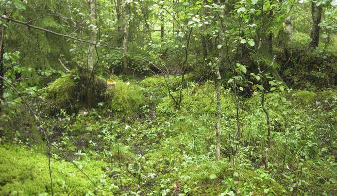 Muita yleisiä lajeja ovat metsäalvejuuri, raate, ranta-alpi, kurjenjalka ja pullosara. Kuviolla on ruohokorven (RhK) piirteitä, mutta sitä ei voida tyypitellä tarkasti.