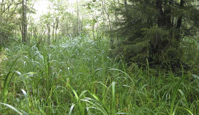 Muita yleisenä tavattuja lajeja ovat vehka, lehtovirmajuuri, lehtotesma, järvikorte ja metsäkorte.