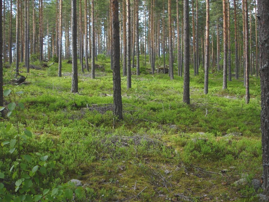 luiskattu seinämä. Kuva Tapio Väänänen / GTK. Kuva 4.