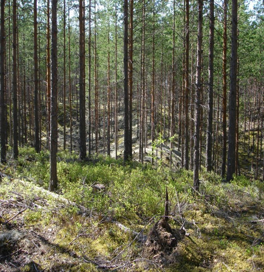 Etelä-Savon kiviaineshuollon turvaaminen 251 Kuva 3. Herajärven kumpukuoppamaastoa. Kuva Tapio Väänänen / GTK. kartoituspiikki n. 1 m Kuva 4.