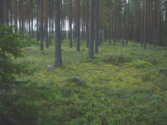 Eteläosassa olevassa kummussa oli nuori ensivaiheen harvennusta odottava mäntymetsä.