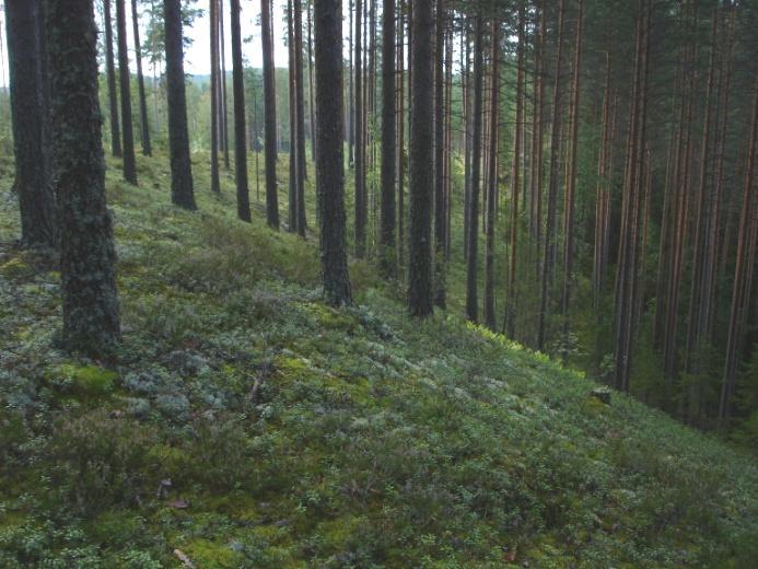 Tästä eteläisestä kummusta pohjoiseen muodostuman pinta oli tasainen, deltamainen ja siinä oli matalia suppakuoppia.