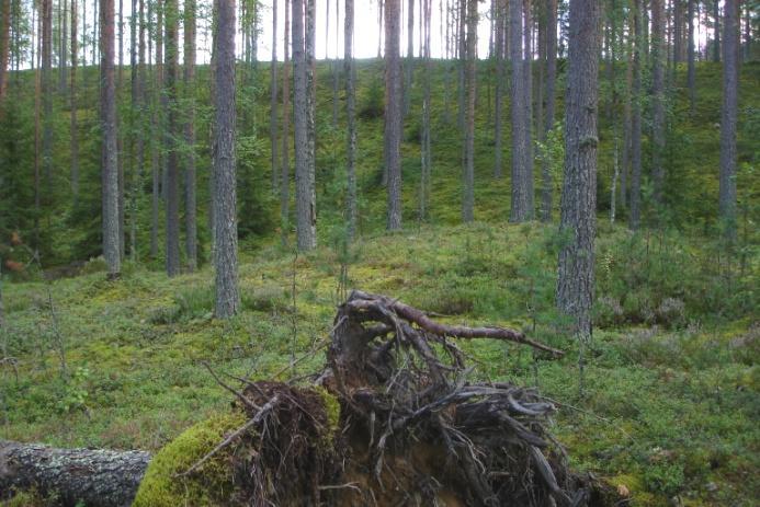 Muodostuman keskiosassa kasvoi tukkipuuasteella olevaa männikköä.