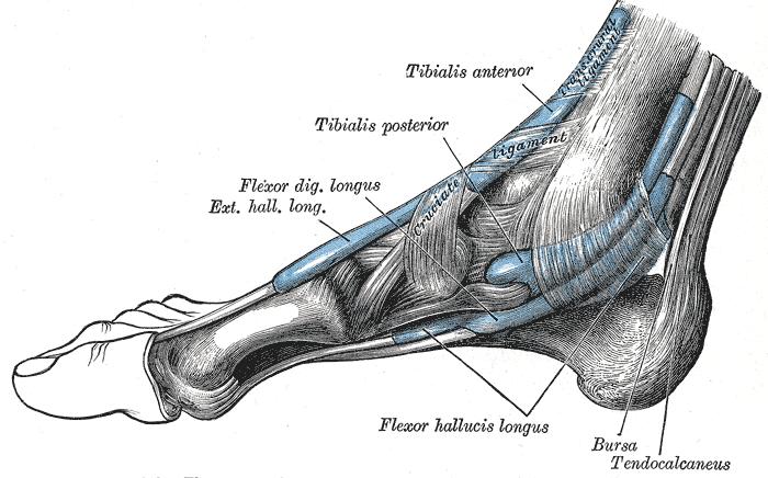 2.5 FHL-lihaksen anatomia ja funktiot FHL:a hermottaa säärihermo eli nurvus tibialis. Säärihermo on lonkkahermon toinen päätehaara.