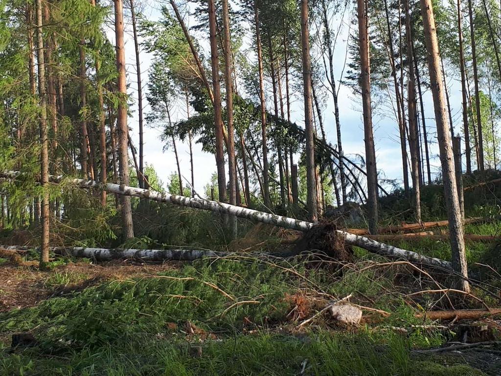 9 4 MYRSKYTUHOT Jo vuosikymmenien ajan yleisimpiä tuhonaiheuttajia metsissä ovat olleet myrskyt. Myrskyt kuten Asta, Janika, Tapani ja Hannu ovat monelle mieleen muistuvia myrskyjä.