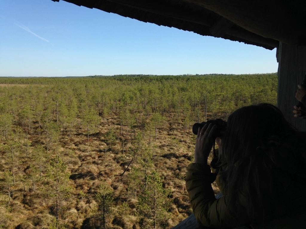 Sunnuntai 8.5. Alam-Pedjan suojelualueen soilla pesii lukuisa joukko metsä- ja suolajeja. Valok. Kati Grönholm- Kulmala. Edellisen päivän lajimäärä kohosi 116, joka on erinomainen saavutus.
