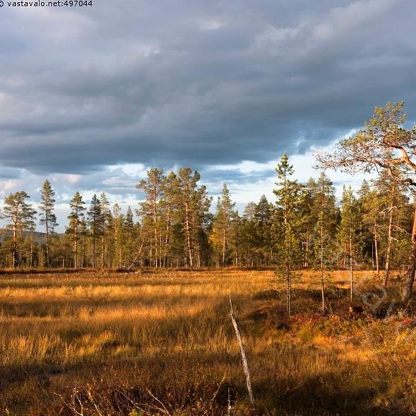 Avosoiden ekosysteemipalveluiden arvottaminen ValuES-hankkeen tuloksia (Alternative Approaches to Valuing Ecosystem Services) SYKE: Heli Saarikoski, Turo Hjerppe, Jyri